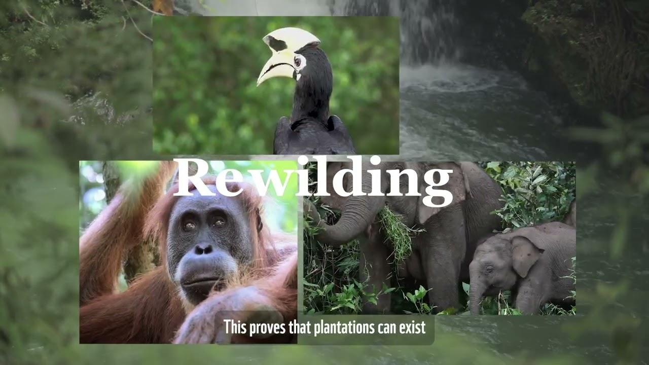 How can consumers navigate the corridor to sustainable palm oil?