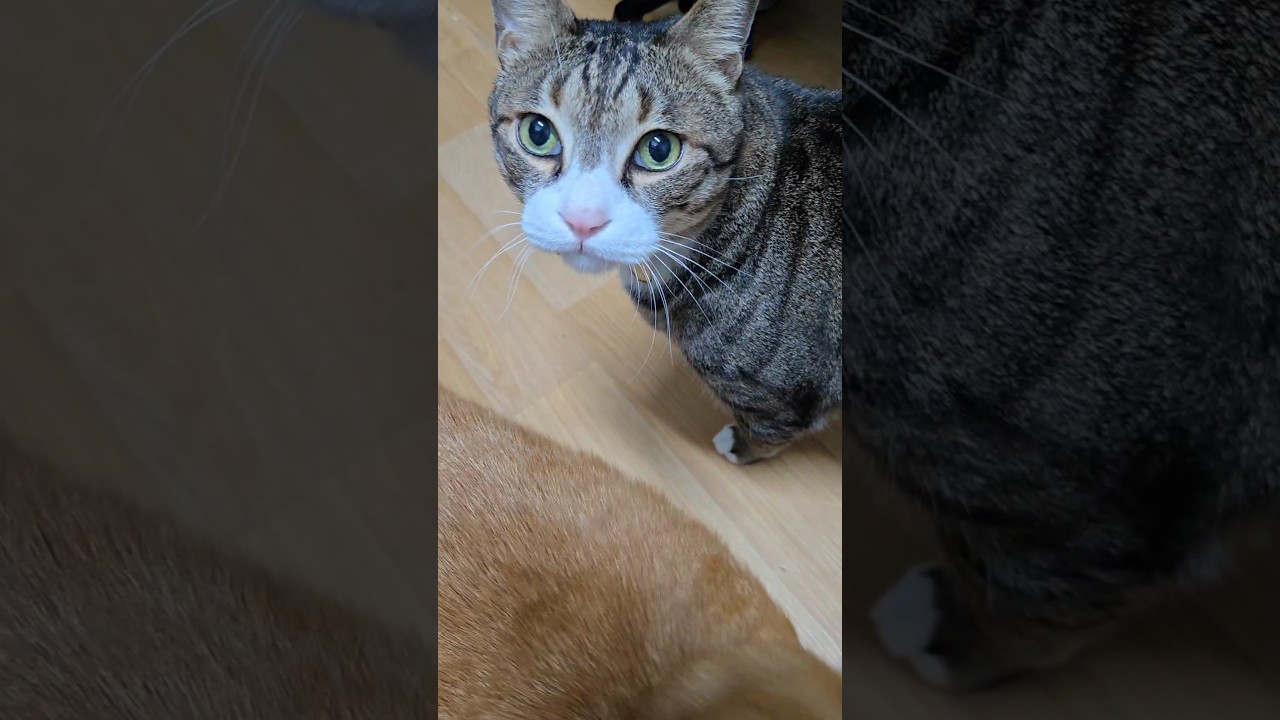리브,진저 간식을 냠냠 #고양이 #고양이영상 #shorts #cat