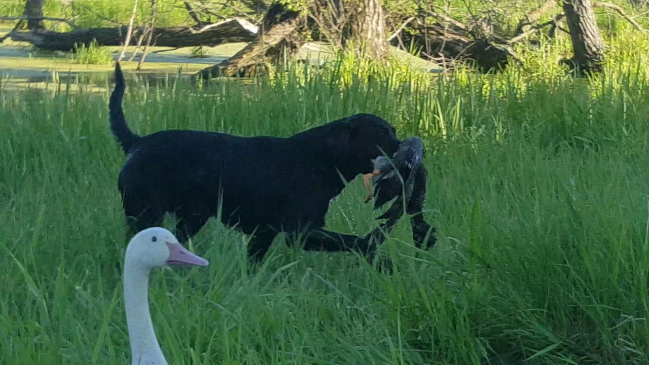 AKC Master Hunt Test- Buddy water series