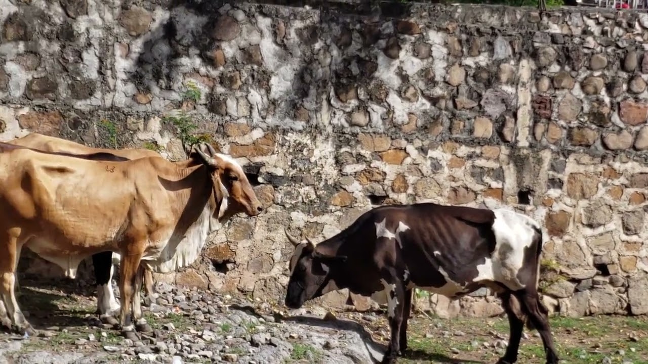 zona de establos en tiangue de Santa Rosa de Lima, La Unión, El Salvador 🇸🇻