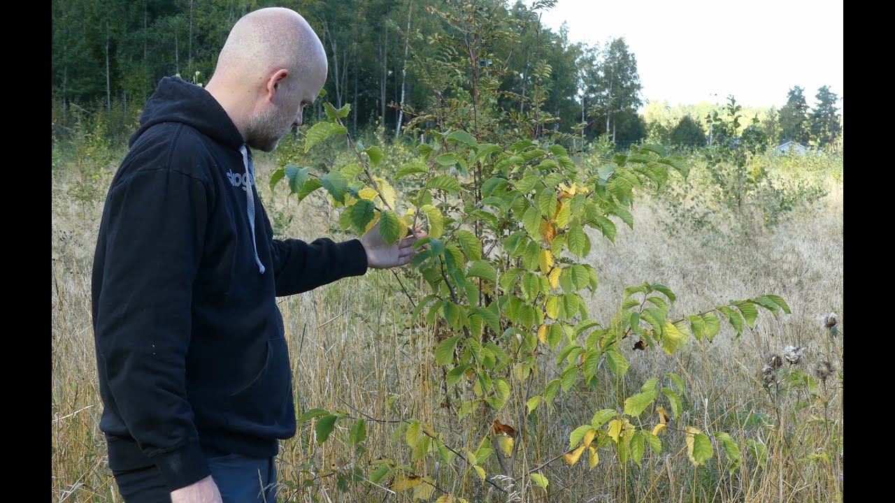 Lövskogsprojektet sept 2022