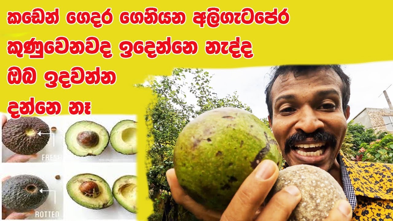 ලස්සන අලිපේර ඔයත් ගෙදර ගෙනිච්චාම කුණු වෙනවද. කල් තබාගන්න රහස rotten avocados