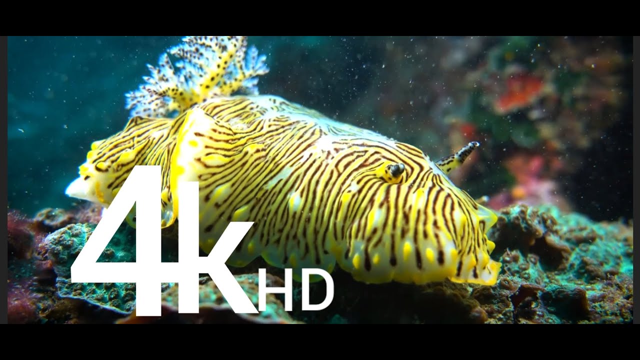 ocean life, stunning views of marine fauna || жизнь океана, потрясающий виды морской фауны.