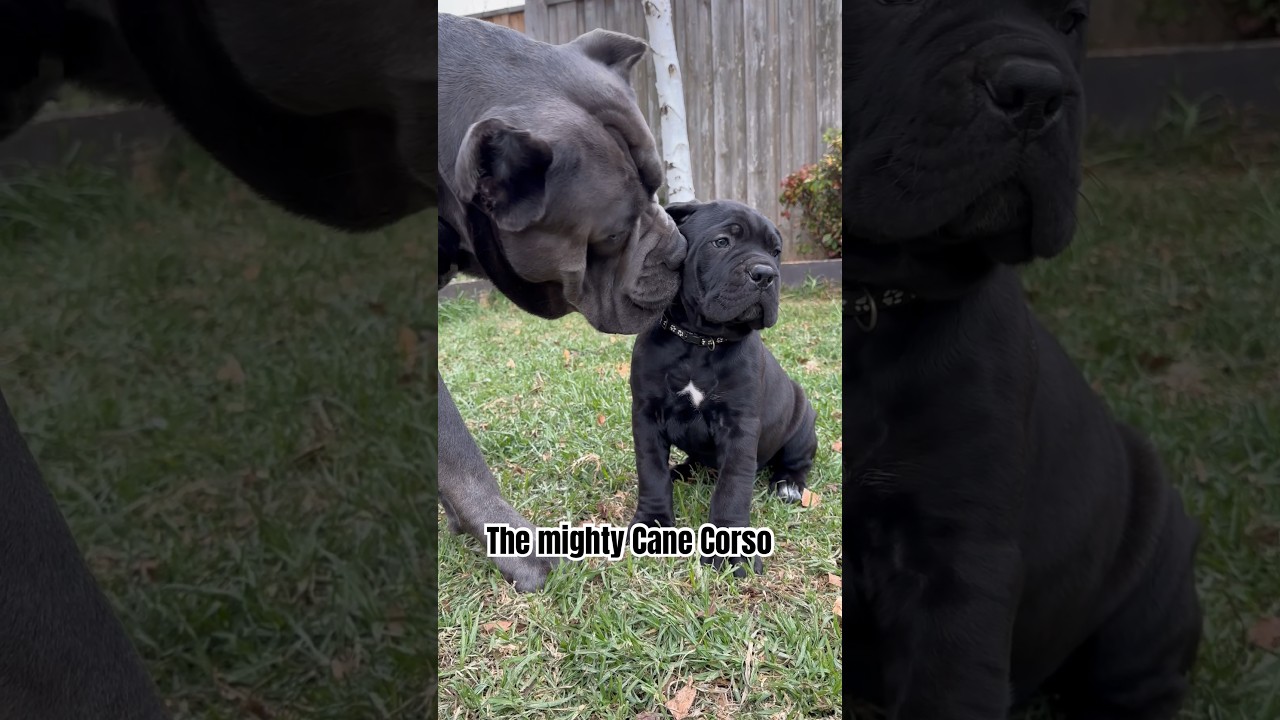 #puppy #canecorsolovers #canecorso #cuteanimal #cute #love #baby