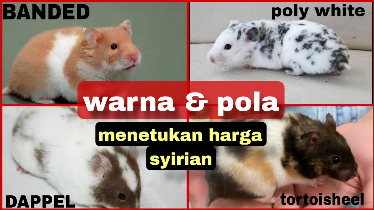 JENIS JENIS HAMSTER SYIRIAN YANG POPULER DI INDONESIA 🇮🇩