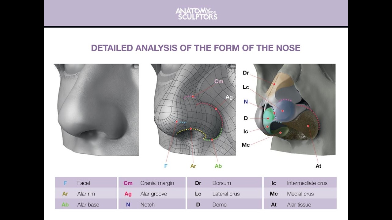 Nose structure lecture