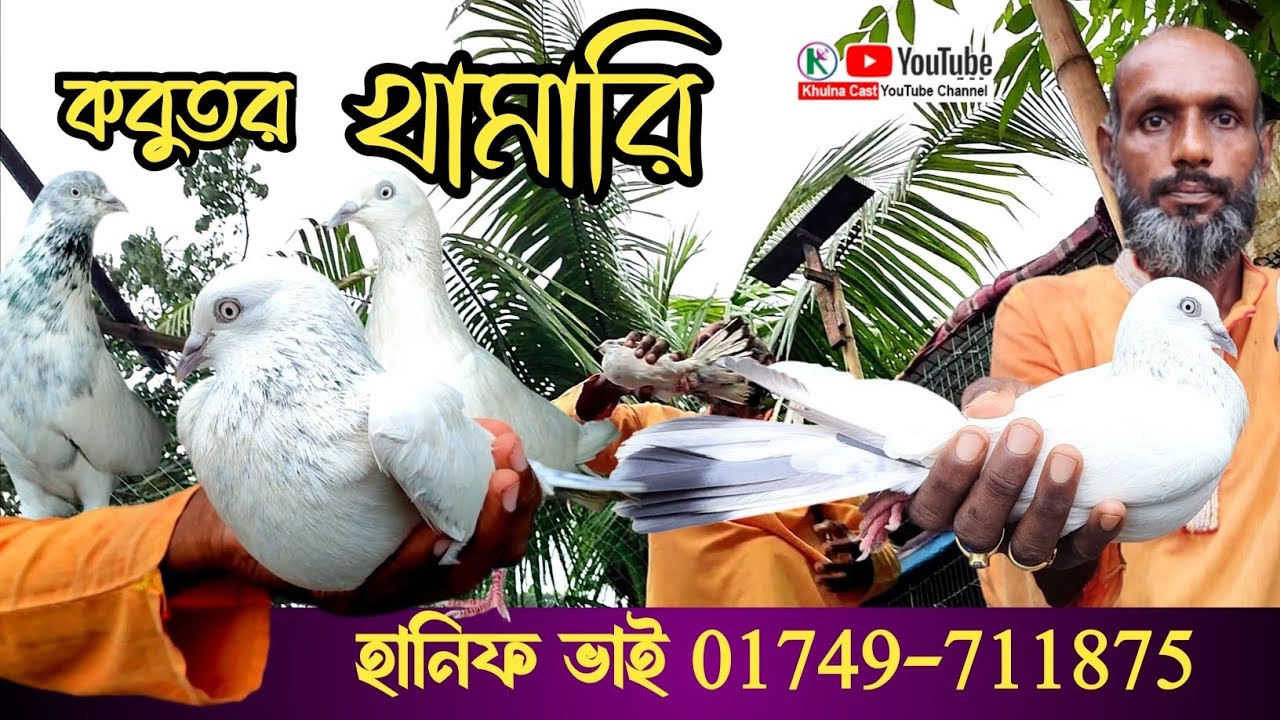 মূল সেটের  হাই ফ্লাইং কবুতর বিক্রয়  হইবে।। best quality  pigeon sale।। exclusive high flying pigeon