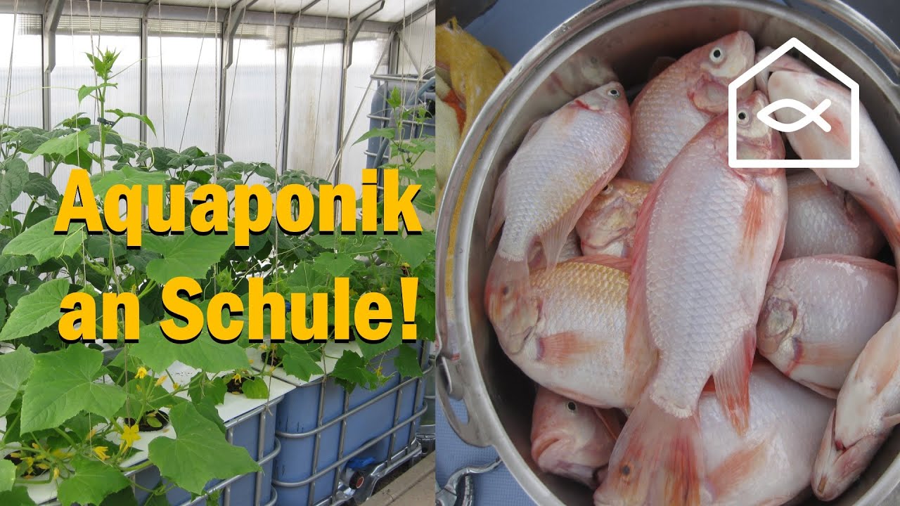 Aquaponik an Schule, My Story Nr.3 (Deutsch): Das Schulprojekt