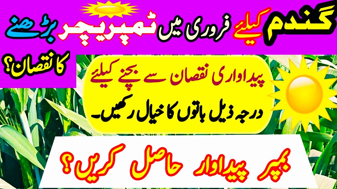 Best Method to Protect Wheat from Heat Stress Between February-March | Save Wheat from Heat Wave 