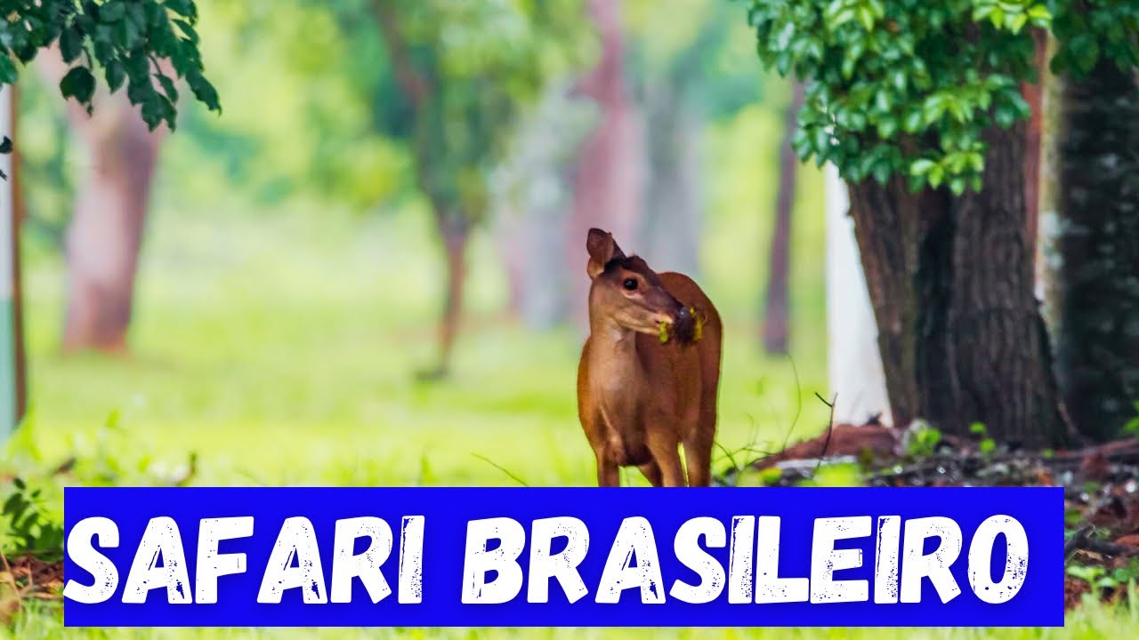Lugares Ep.2 | Parque Estadual do Morro do Diabo, SP