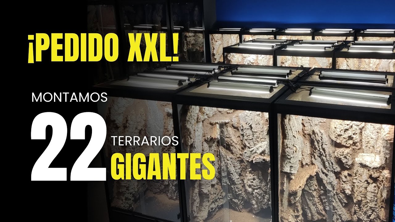 🏢🦎 Transformamos este LOCAL en una REPTILROOM &Eacute;PICA 🌿🐍 | KANAKY VLOG #183