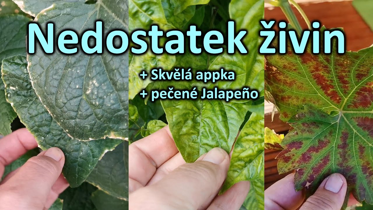 41. výživa rostlin nejen v hydroponii