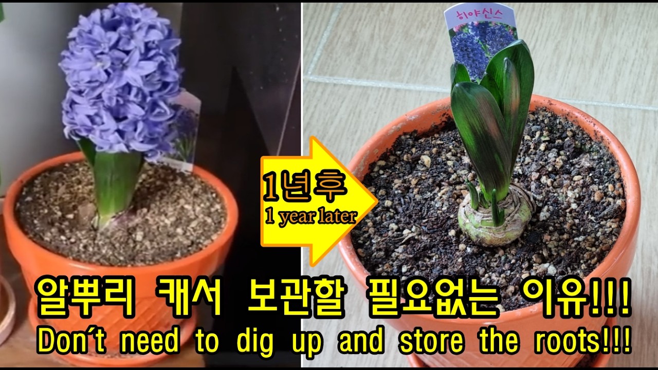 히야신스 쉽게 키우는 방법! How to easily grow hyacinths!
