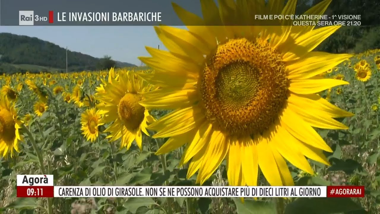 Olio di girasole a rischio - Agorà 11/02/2022