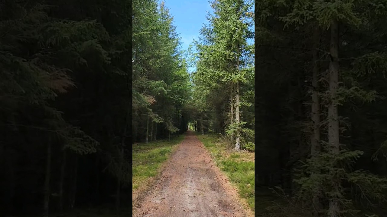 #덴마크 숲길,들길 #Walking trails in Denmark #tur veier i Danmark # shorts