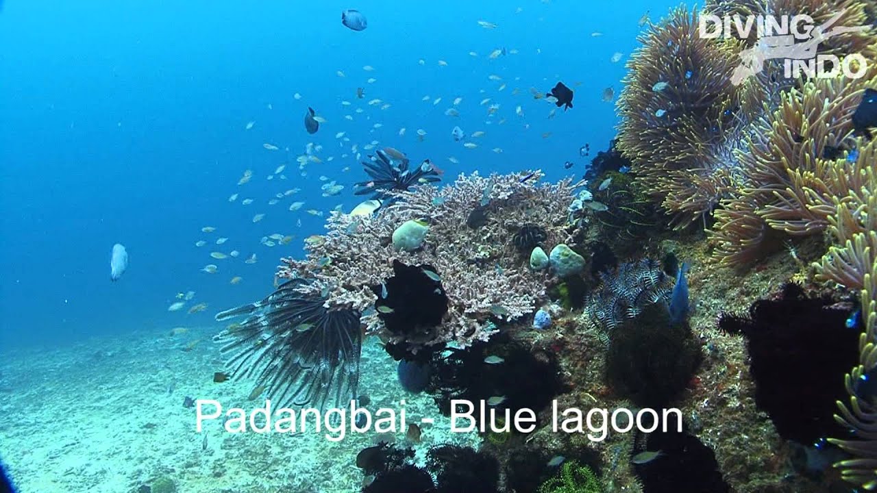 Diving-Indo   Blue Lagoon