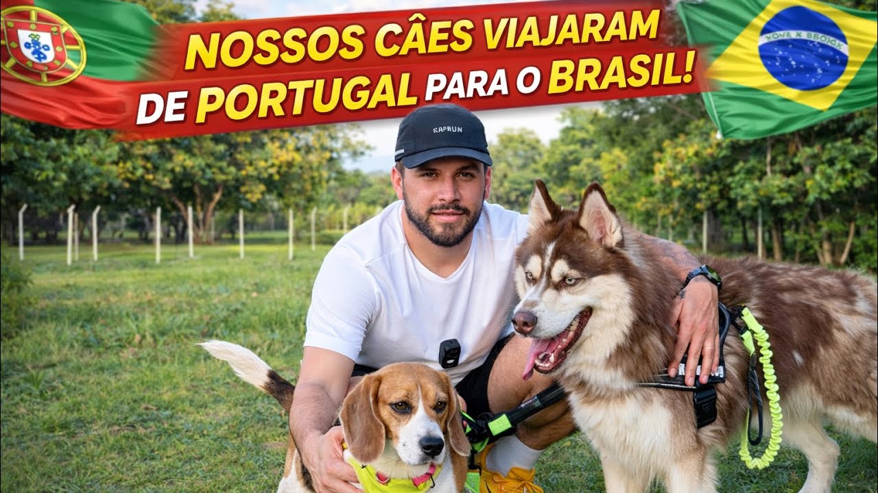 Como trouxemos nossos cães de Portugal para o Brasil