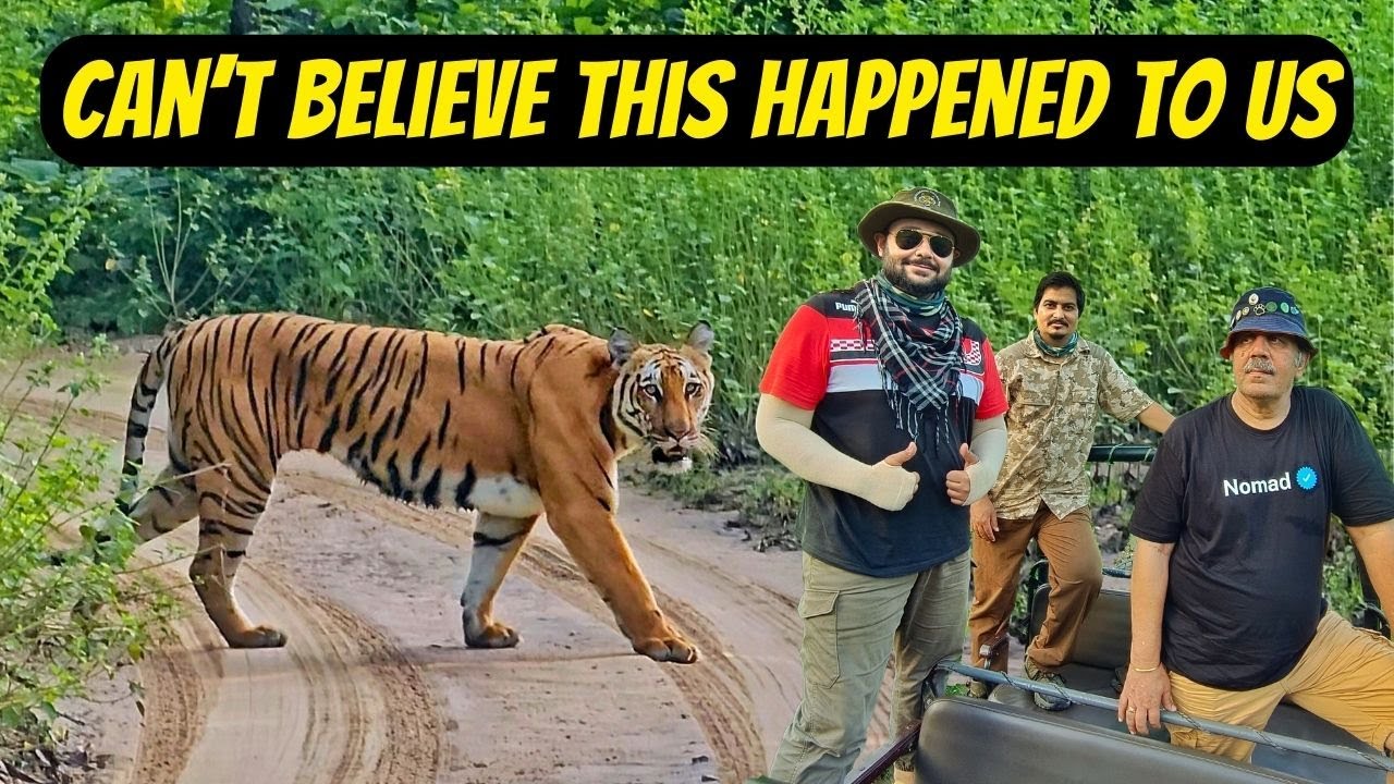 Rare Tiger Sighting in Jim Corbett Dhela Zone | Best Zone in Jim Corbett