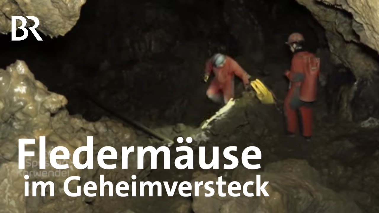 So überwintern Fledermäuse: Inspektion in der Tropfsteinhöhle | Zwischen Spessart und Karwendel | BR