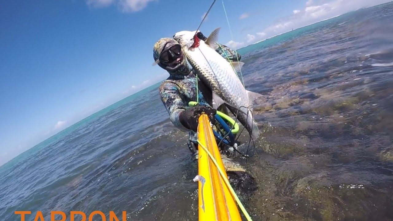 Pescasub Tarpon,  Maceió #spearfishing 