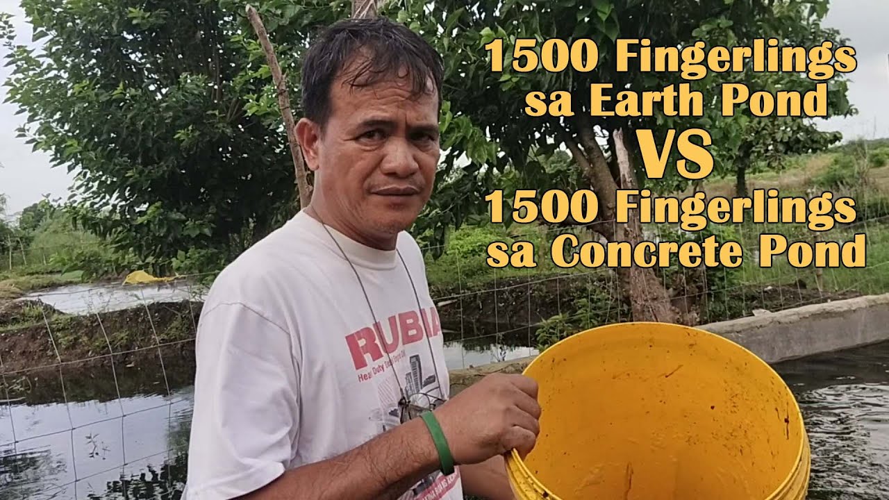 1500 Fingerlings sa Earth Pond vs 1500 Fingerlings sa Concrete Pond