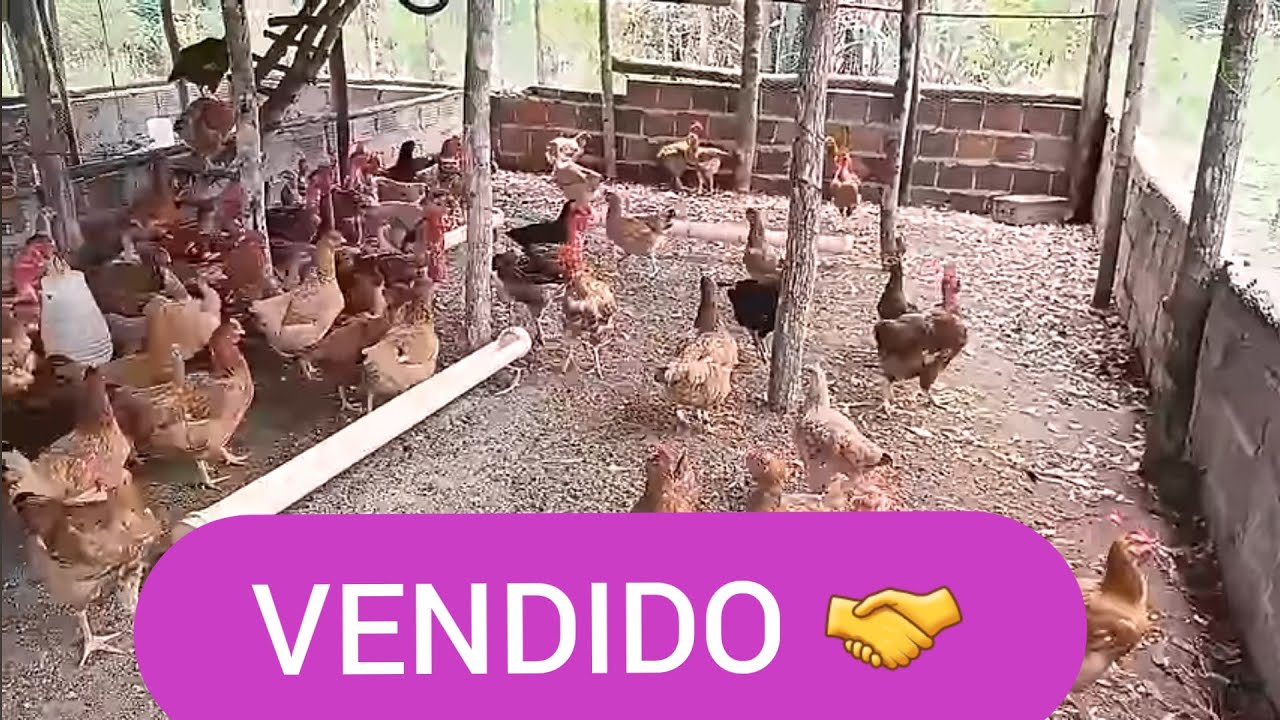 SÍTIO VENDIDO COM 10 HECTARES EM VALENÇA BA ZAP 73 981663547 CÓDIGO 0139