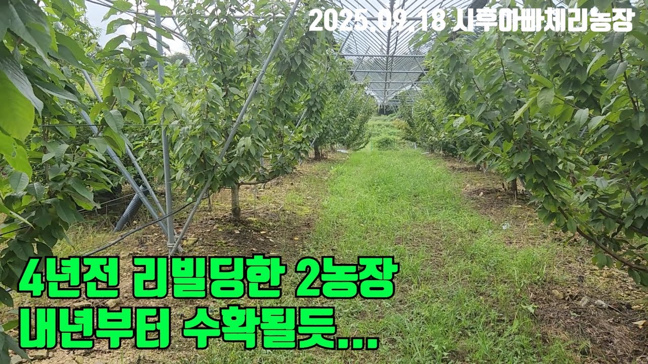4년전 리빌딩한 2농장 _20250918