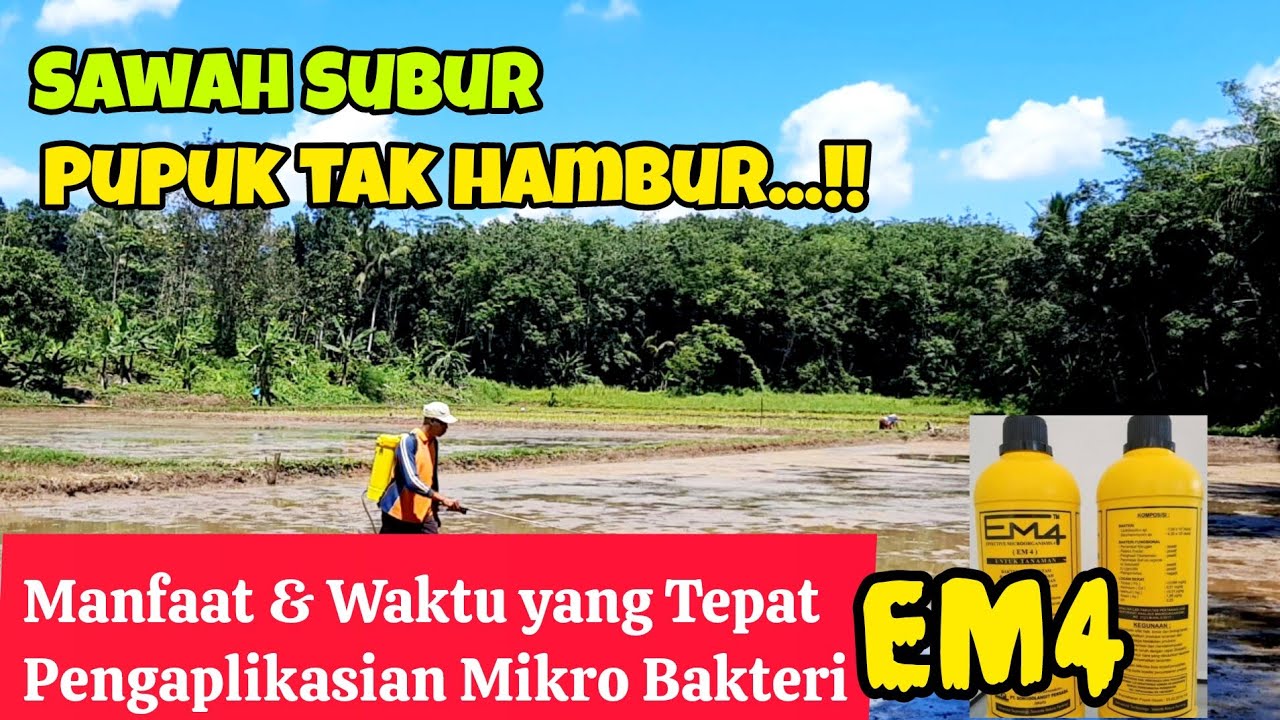 Cara Mudah Membuat Sawah Menjadi Subur dengan Pupuk Organik Cair untuk Padi. 💯🌾👍