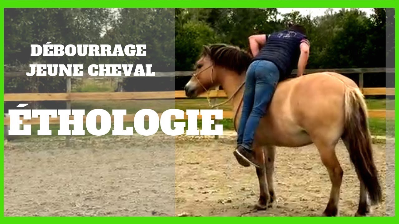 EQUITATION ETHOLOGIQUE : DEBOURRAGE
