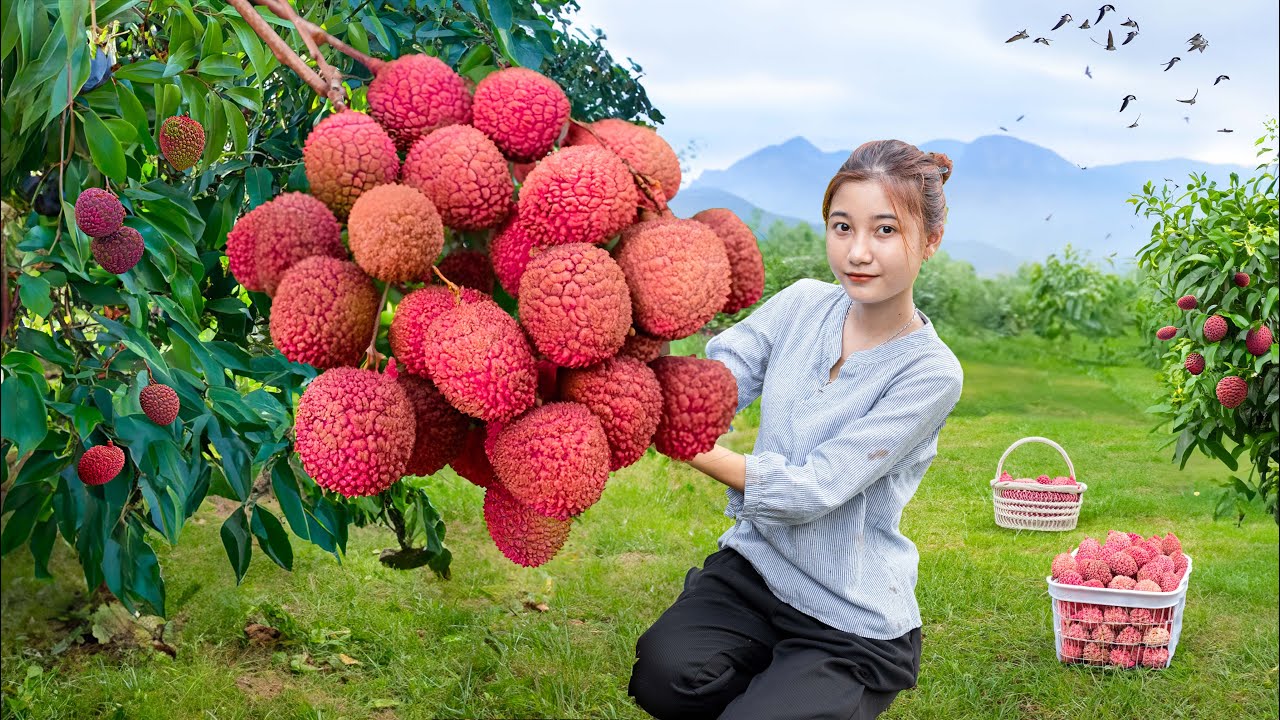 Harvesting Red Lychee Fruit Goes to market sell - Tropical Fruit Farm | Harvest DailyLife