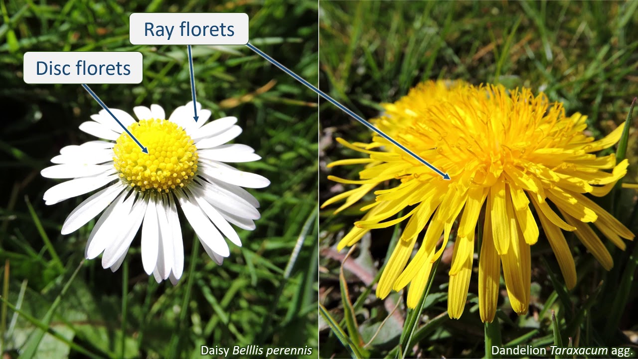 Asteraceae - UK wildflowers - Five-minute families