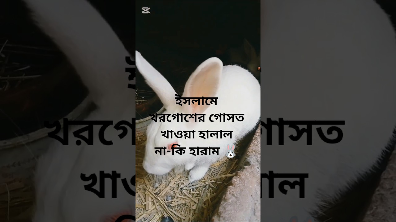 🐰ইসলামে খরগোশের গোসত খাওয়া হালাল না-কি হারাম.... 
