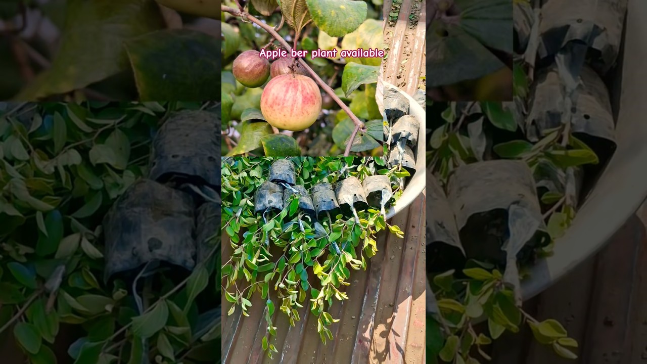 apple ber plant available all over India delivery c 7478084530