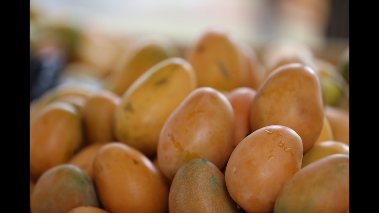 En BAN&Iacute; Concluye con rotundo &eacute;xito EXPO MANGO 2025