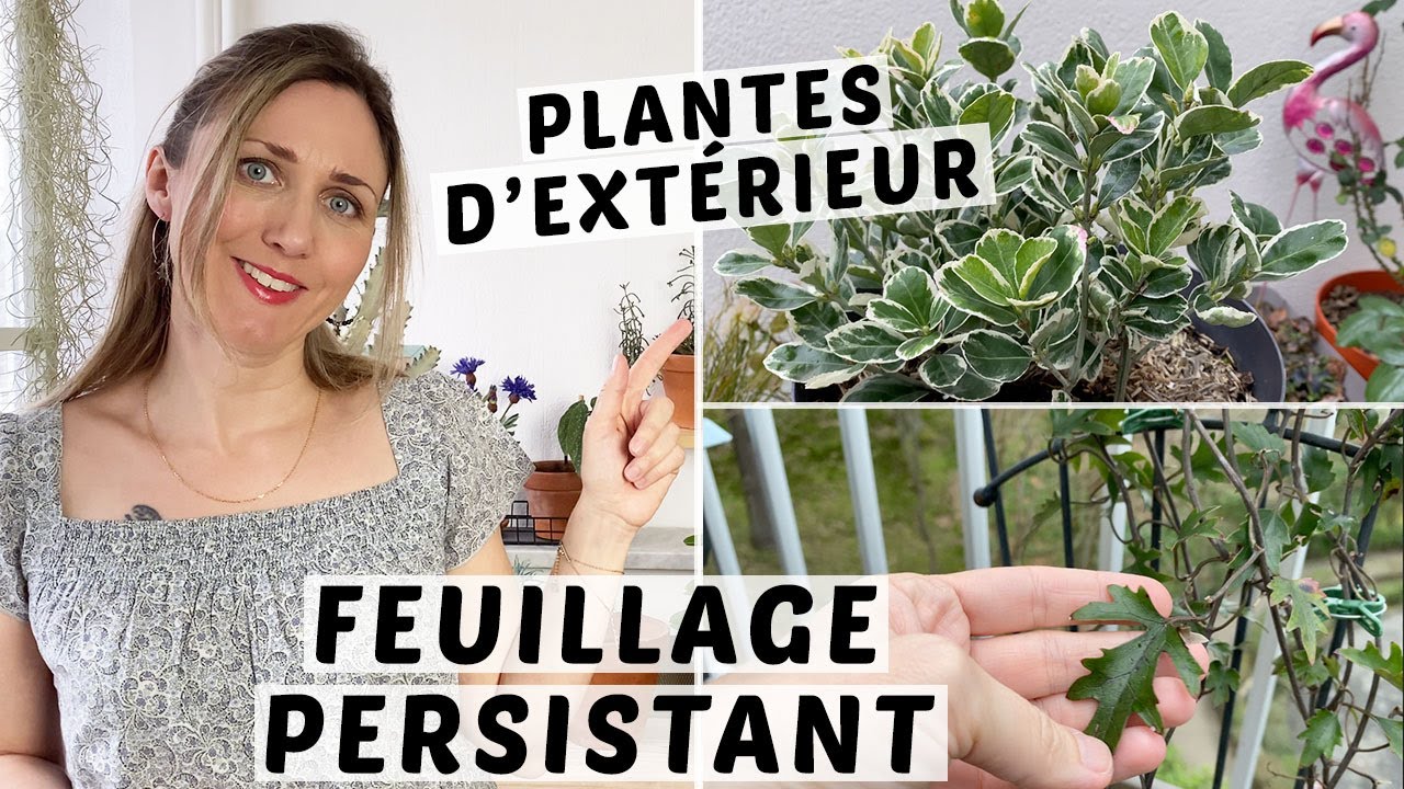🌿 5 PLANTES À FEUILLAGE PERSISTANT POUR LE BALCON OU UN REBORD DE FENÊTRE 👩🏼‍🌾