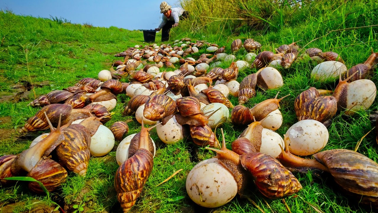 top amazing - pick a lot of duck eggs and catch snails at field by hand a female farmer