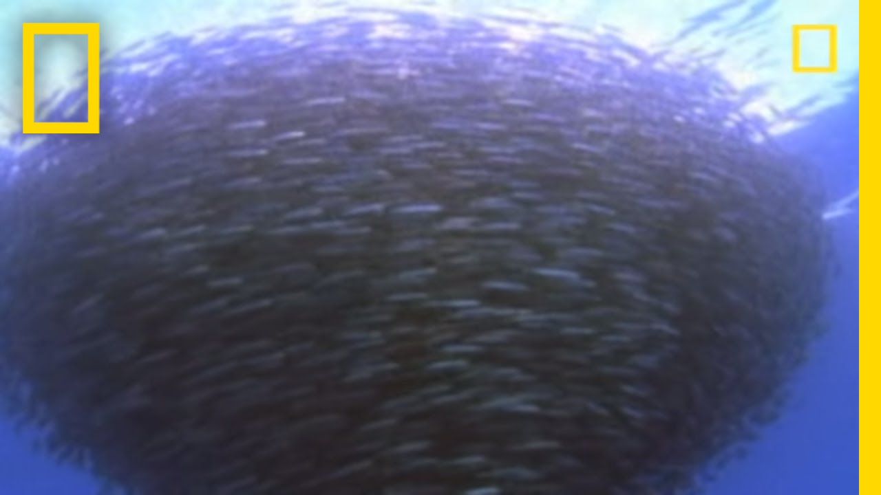 Predators Decimate Bait Ball | National Geographic