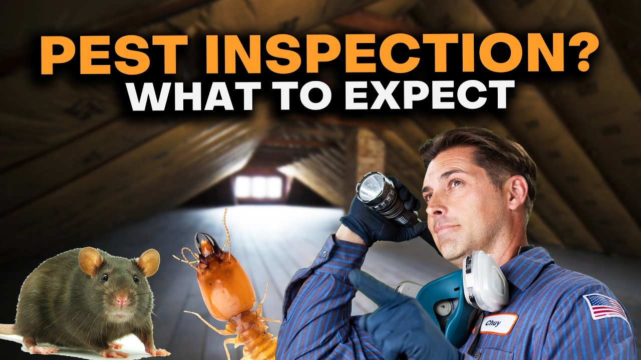 What Happens During A Pest Inspection?