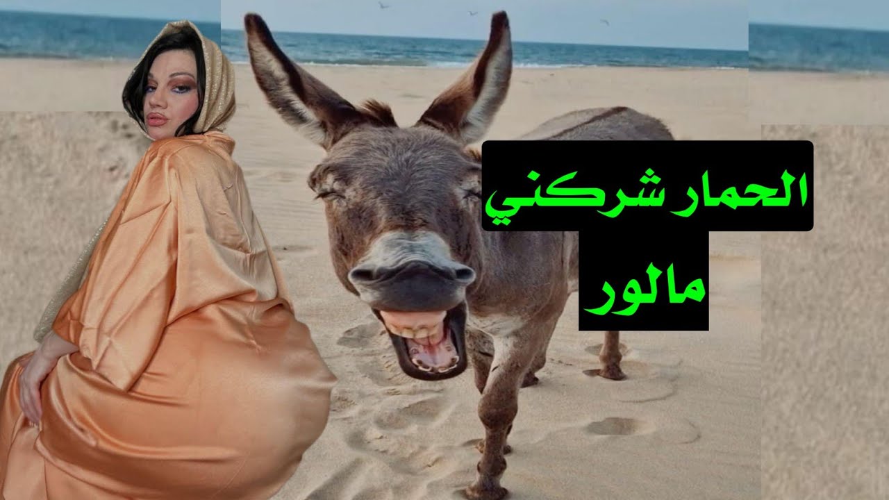 هادشي لي دارو الحمار عمرني نساه محدي حية