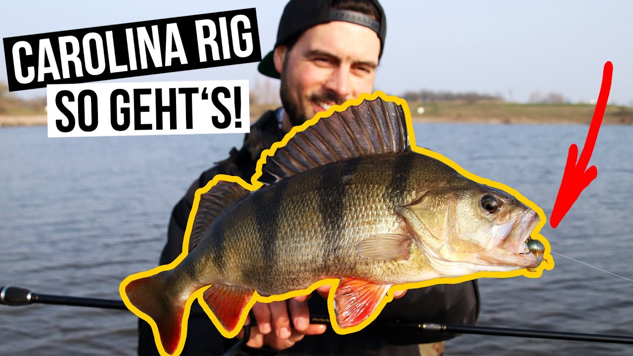 CAROLINA RIG - Finesse angeln auf große Barsche