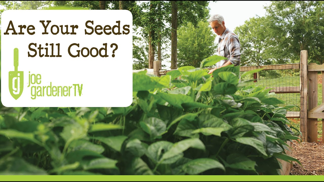 How to Know if Seeds Are Still Good