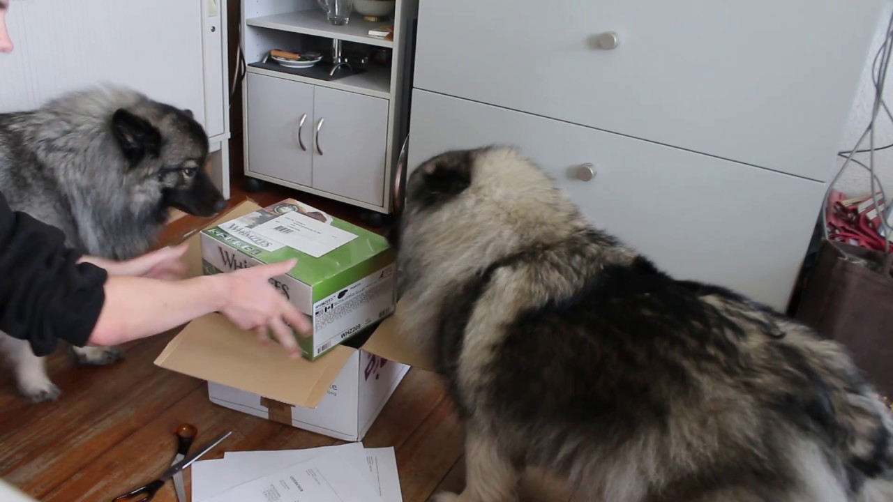 Wolfsspitze Enid & Engel bekommen ein 