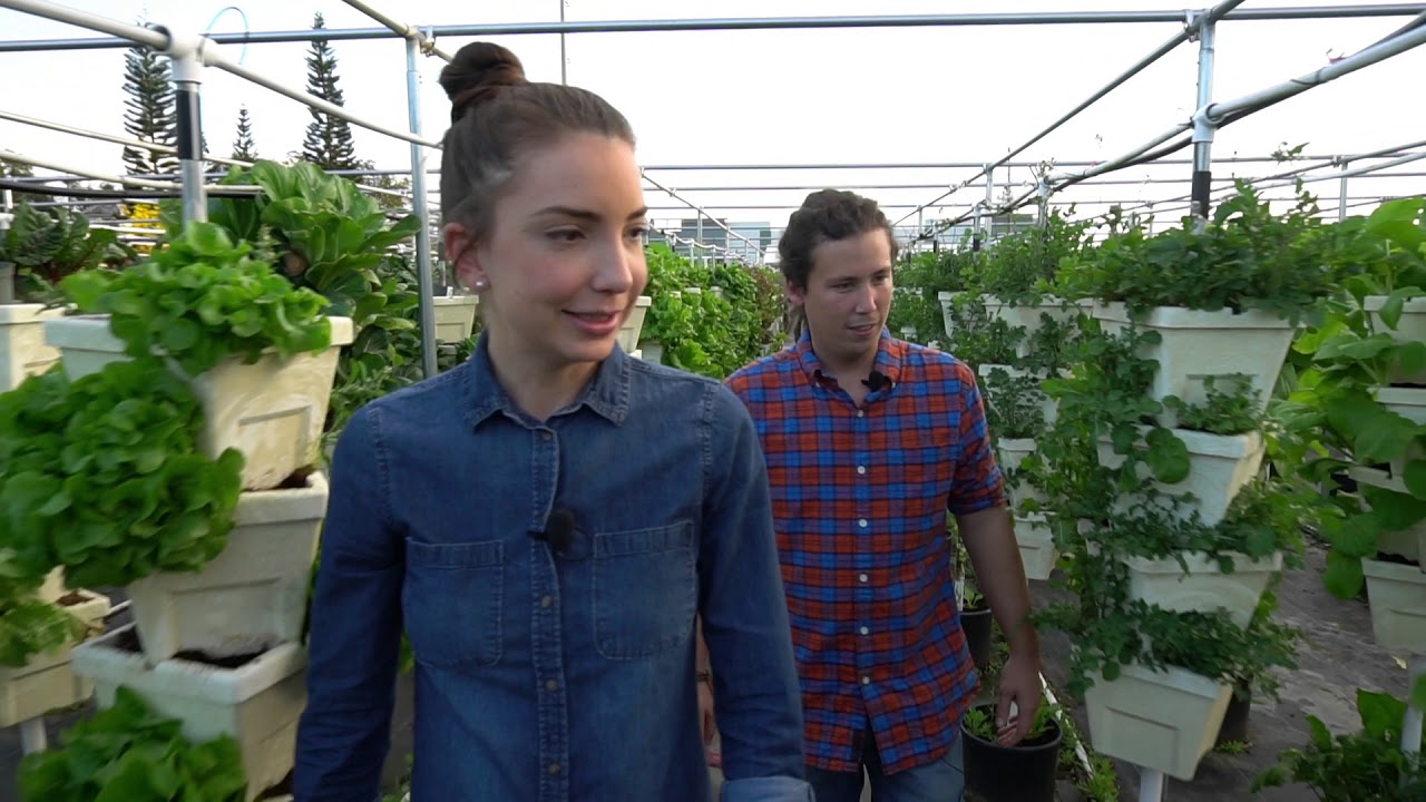 HYDROPONIC Farm Tour