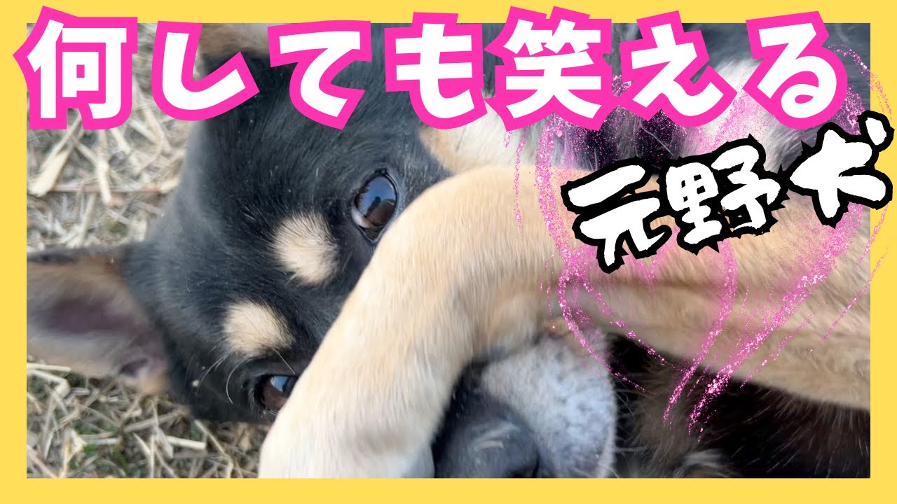 本人はマジメのつもりでも笑われてしまう元野犬レオン