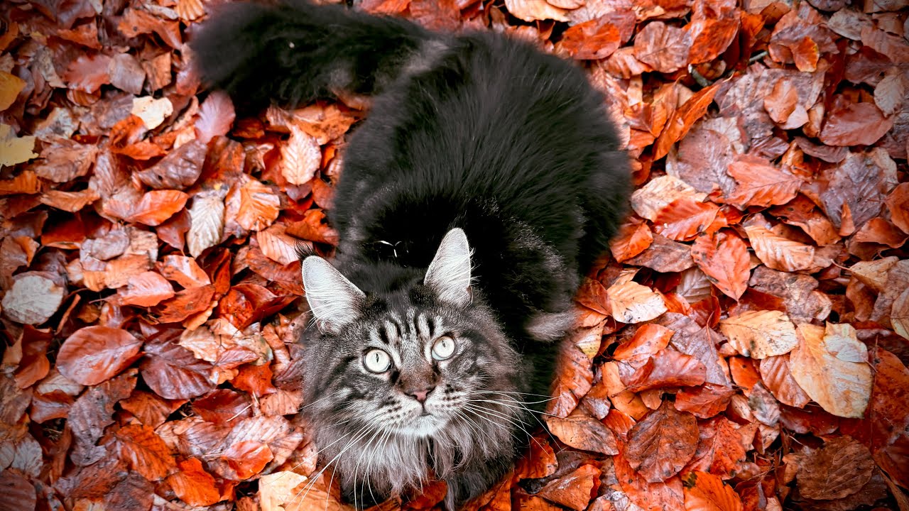 The Maine Coon Who Walked Through Yesterday’s Forest🌲