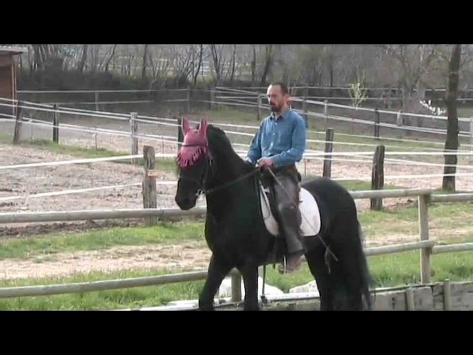 Francesco Vedani Equitazione -  La spalla in dentro