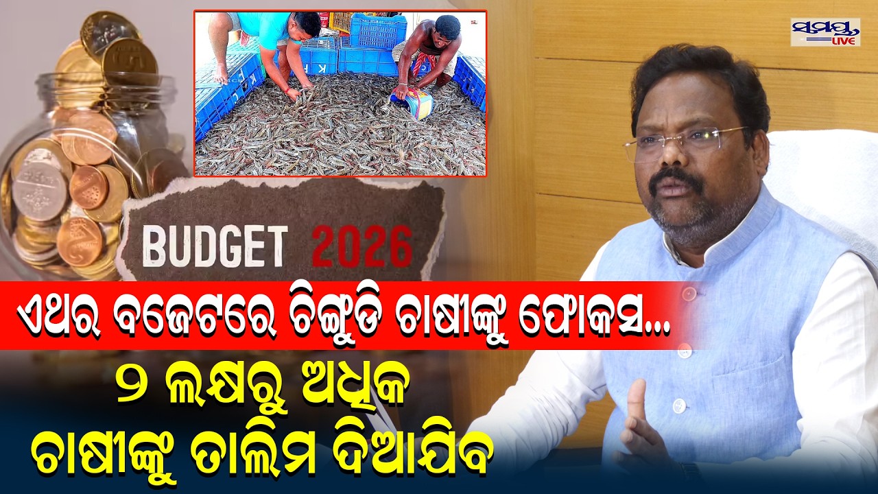 ଏଥର ବଜେଟରେ ଚିଙ୍ଗୁଡି ଚାଷୀଙ୍କୁ ଫୋକସ| Latest Odia News | Samayalive