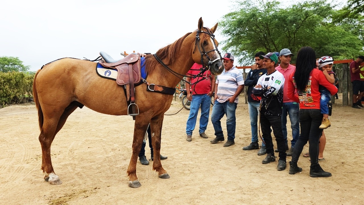 FEIRA DE CAVALOS EM ALTINHO-PE  10-05-2025 #nordeste