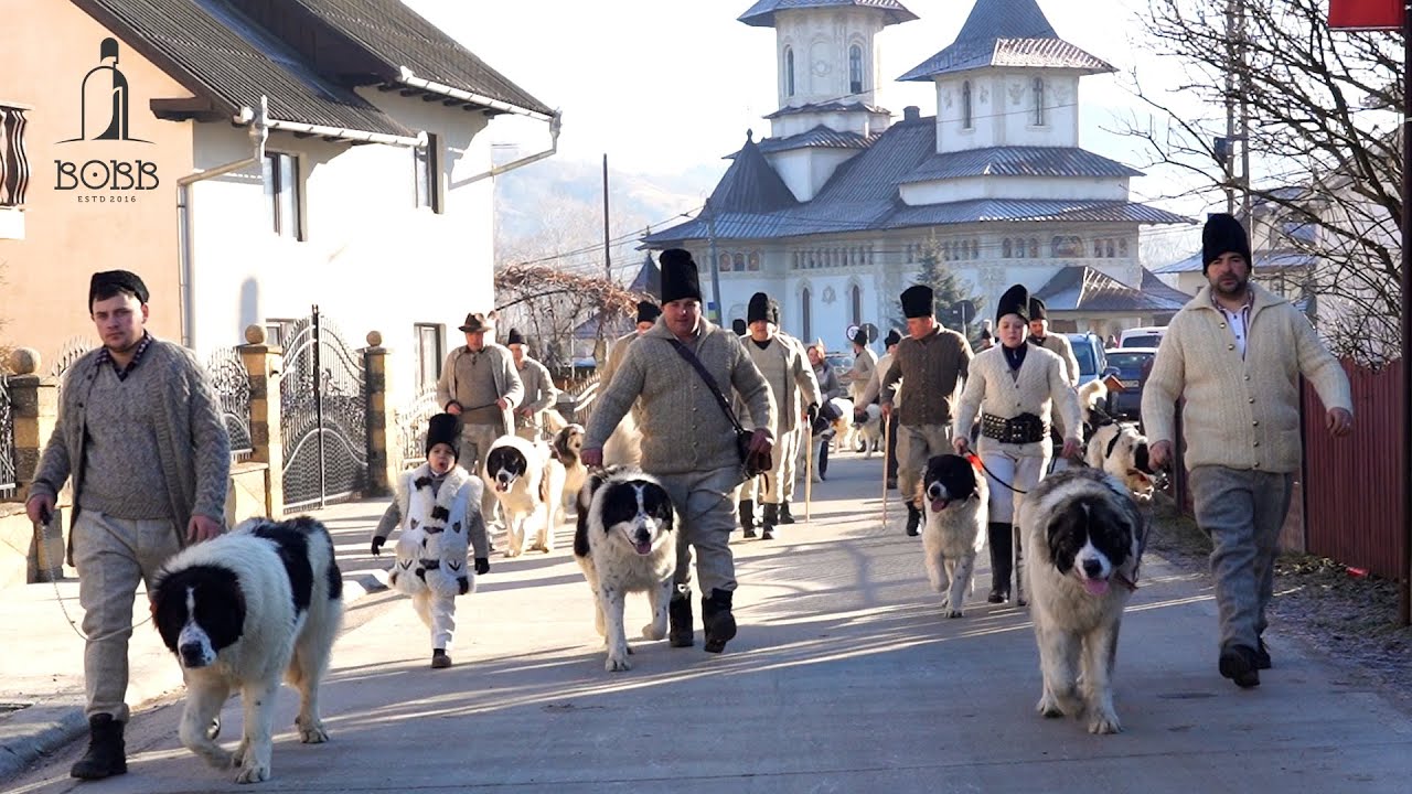 PARADA CIOBĂNESCULUI DE BUCOVINA ȘI A ALTOR ANIMALE DIN COMUNA STULPICANI | BUCOVINA - 2025