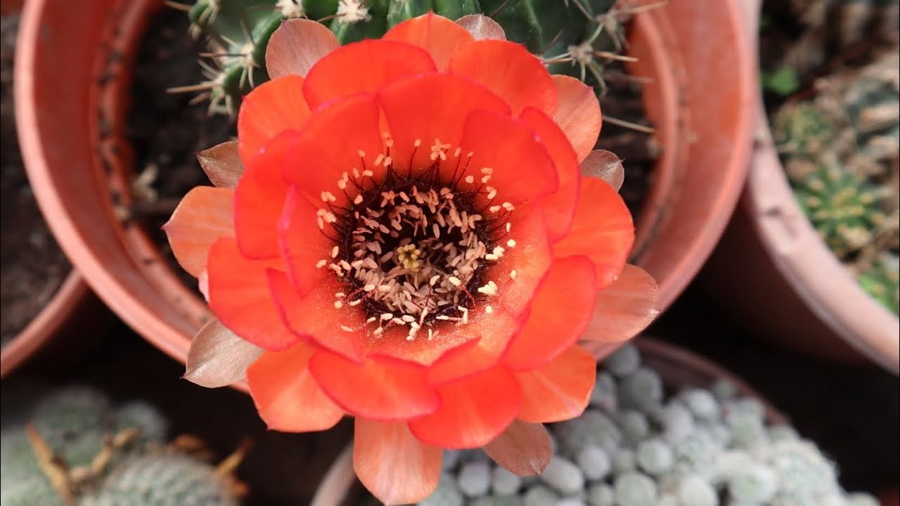 Lobivia jajoiana - Echinopsis jajoiana